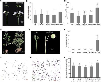 Pollen transcriptomic analysis provided insights into understanding the molecular mechanisms underlying grafting-induced improvement in potato fertility